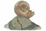 Iridescent, Pyritized Ammonite (Quenstedticeras) Fossil Display #193218-1